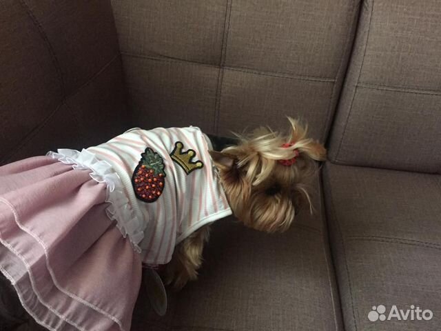 Одежда для собак