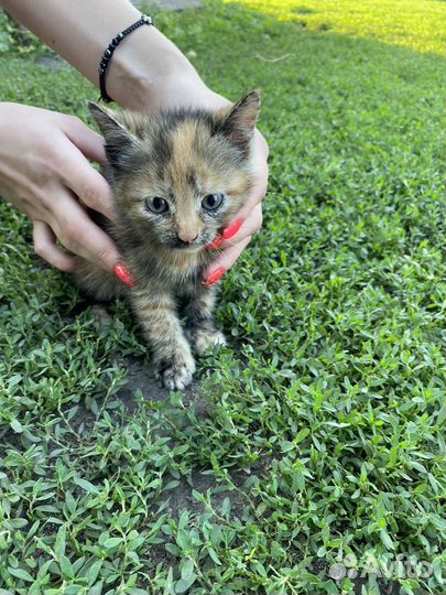 Котята в добрые руки бесплатно