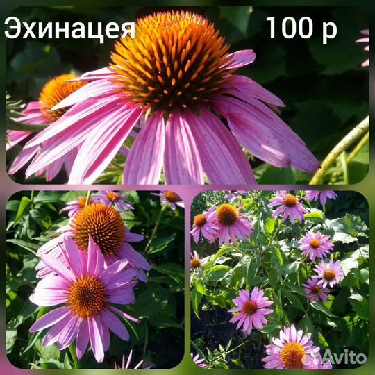 Хоста растение