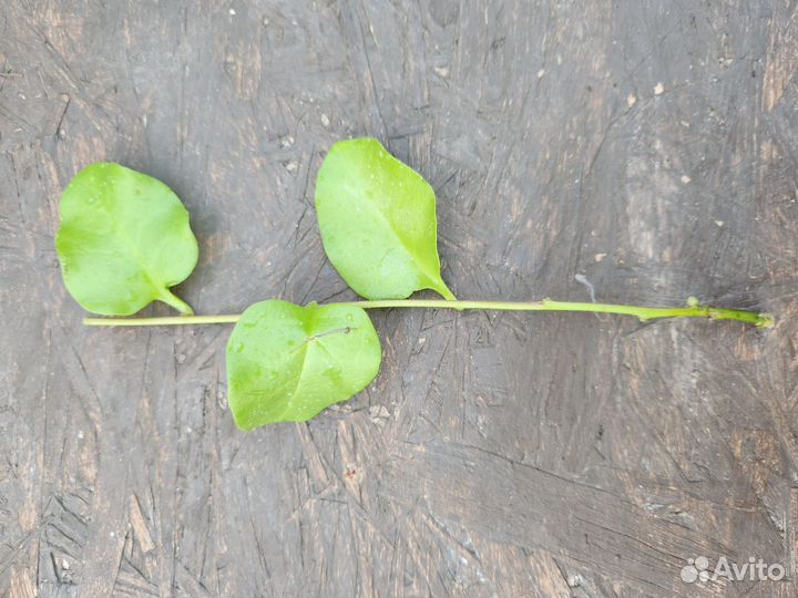 Буссенгольция анредера (ароматн.редкость) черенки