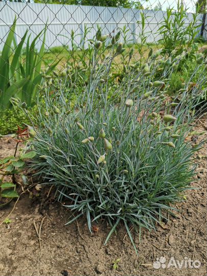 Ирисы, самшиты, лаванда, гвоздика