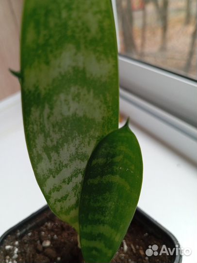 Сансевиерия