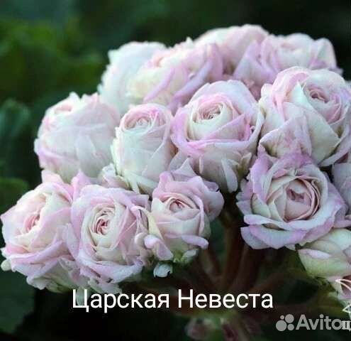 Пеларгония герань сортовая коллекционная