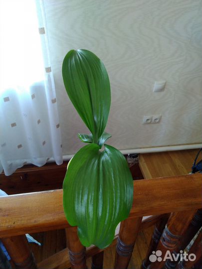 Комнатные растения цветы