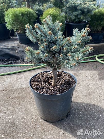 Ель глаука глобоза на штамбе