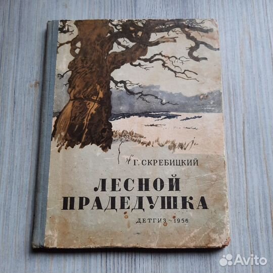 Лесной прадедушка. Скребицкий. 1956 г