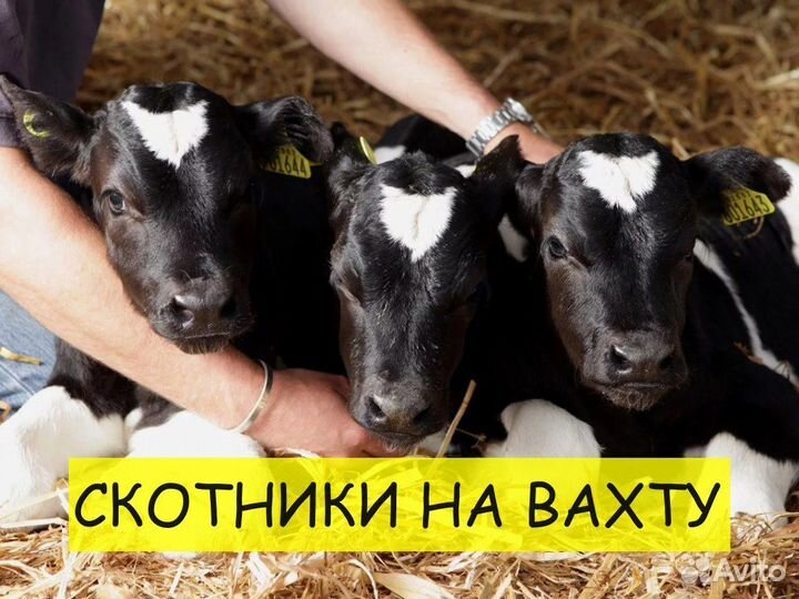 Вахта скотник. Еженедельные выплаты