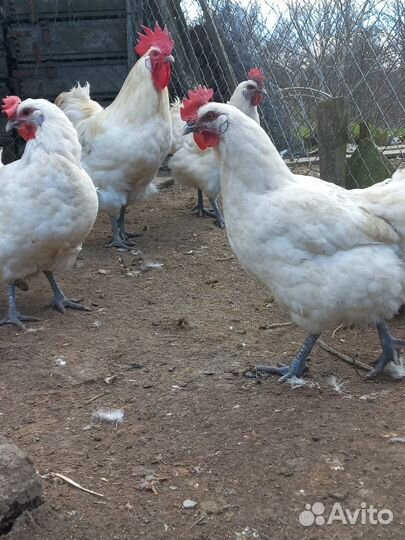 Куры Бресс Гальские