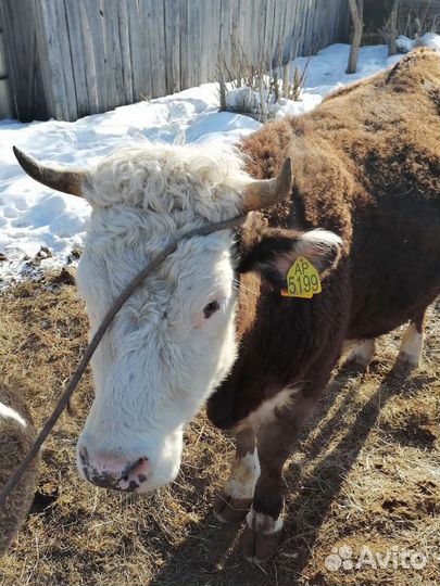 Корова телка