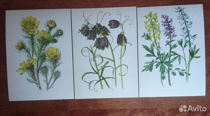 Набор открыток растения под охраной