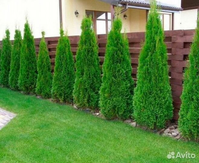 Туя смарагд оптом