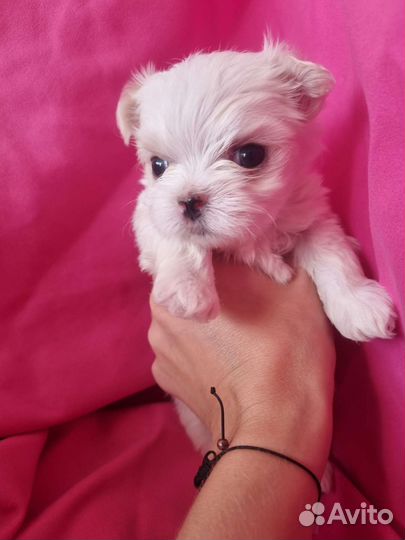 Щенки мальтийской болонки mini