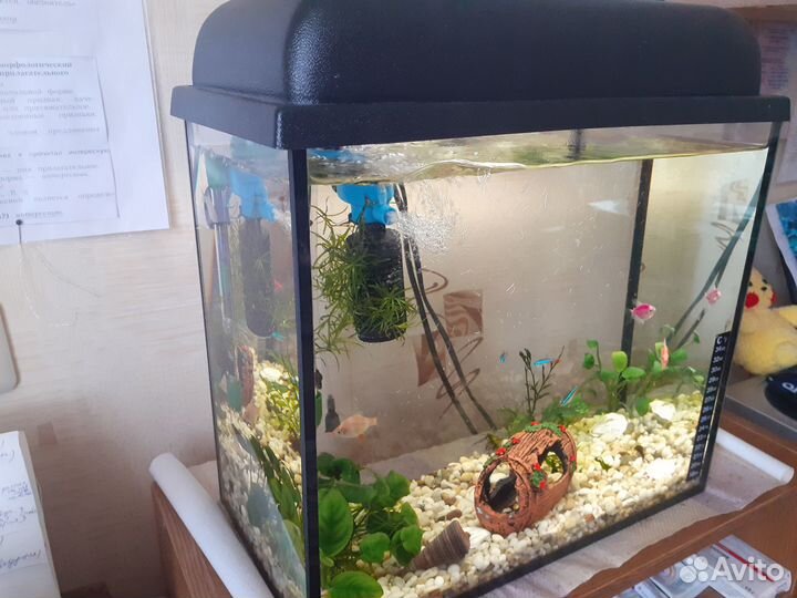 Аквариум
