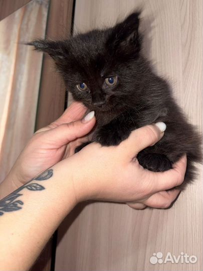 Котята мейкун