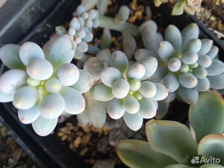 Суккуленты