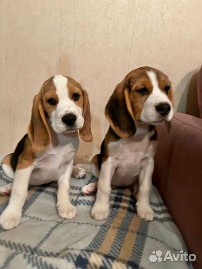 Щенки бигль