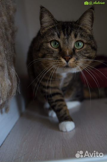 Отдам кошечку Руську