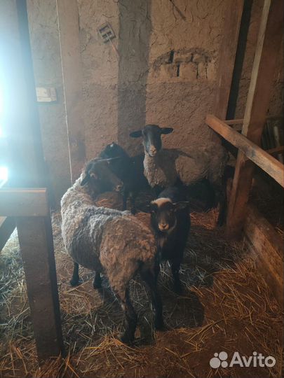 Бараны Овцы с ягнятами