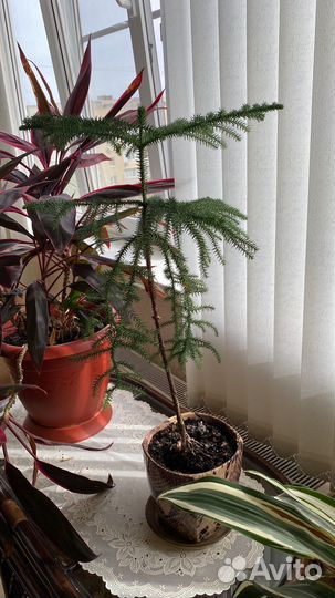 Комнатные растения цветы