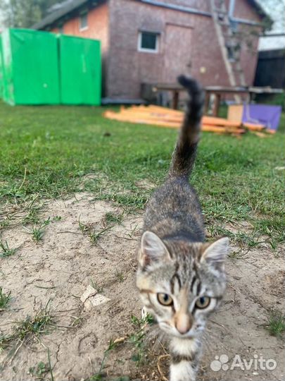 Котята бесплатно