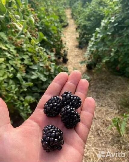 Саженцы ежевики