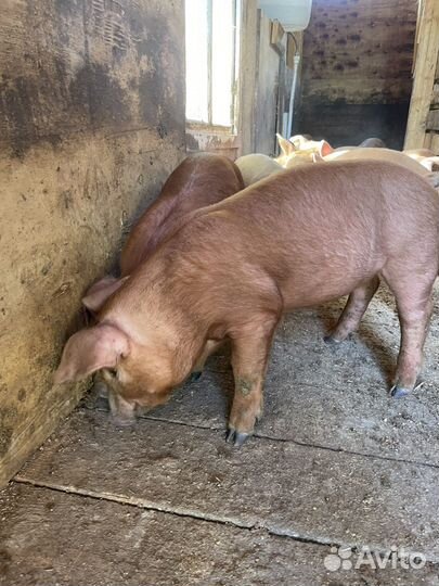 Поросята дюрок