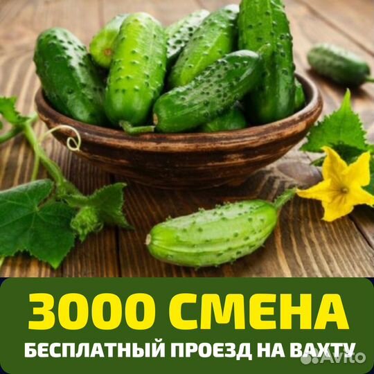 Выезд бесплатно, сборщик овощей в теплице, вахта