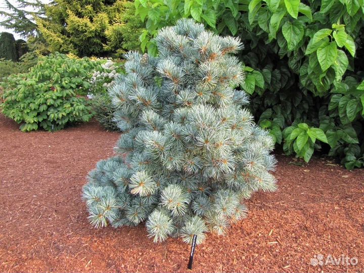 Сосна мелкоцветковая blauer engel