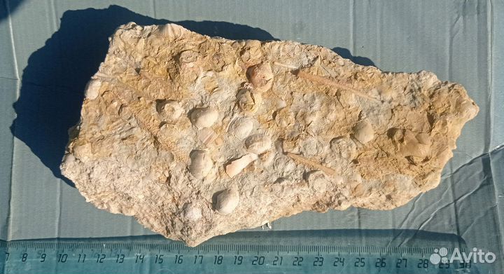 Фрагмент окаменелого дна карбонового моря 6