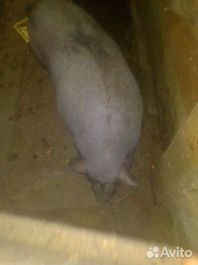 Вьетнамская свинь