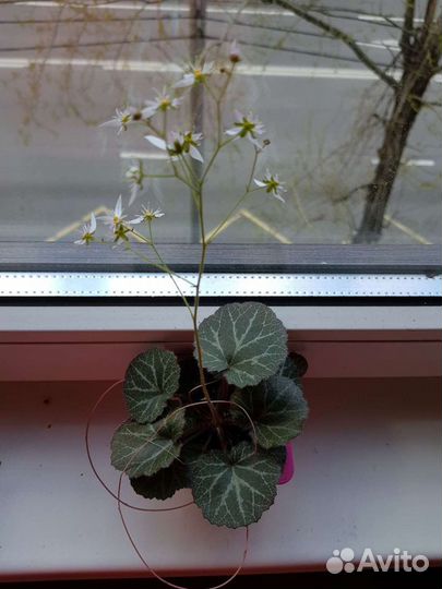 Камнеломка/Денежное дерево/Алоэ/Сансевиерия