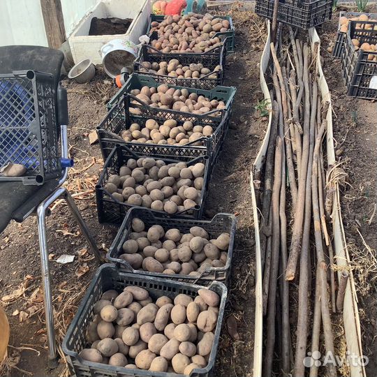 Семенной картофель