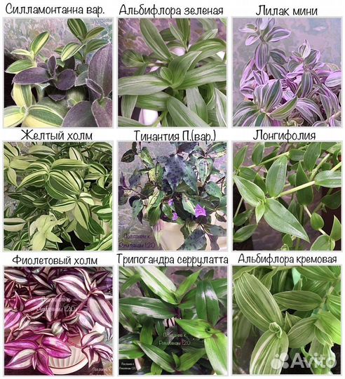 Традесканция