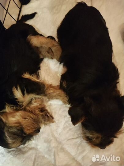 Йоркширский терьер