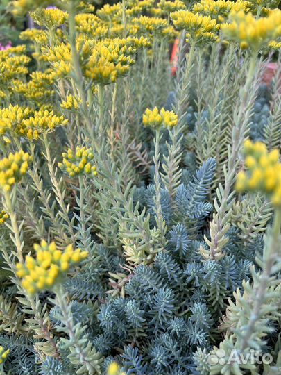 Очиток голубой, красный, зеленый