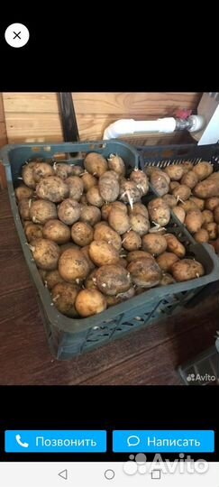 Семенной картофель адретта