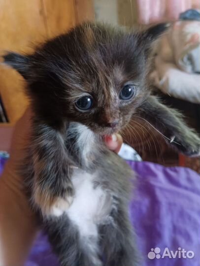 Котята в добрые руки бесплатно 2мальчики,1девочка