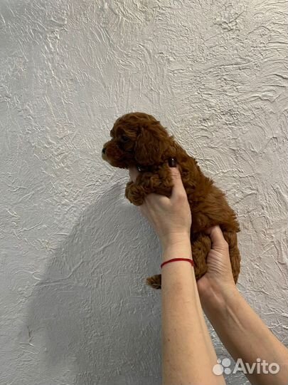 Девочка той-пудель ред браун РКФ