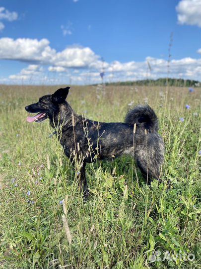 Собака «Туся»