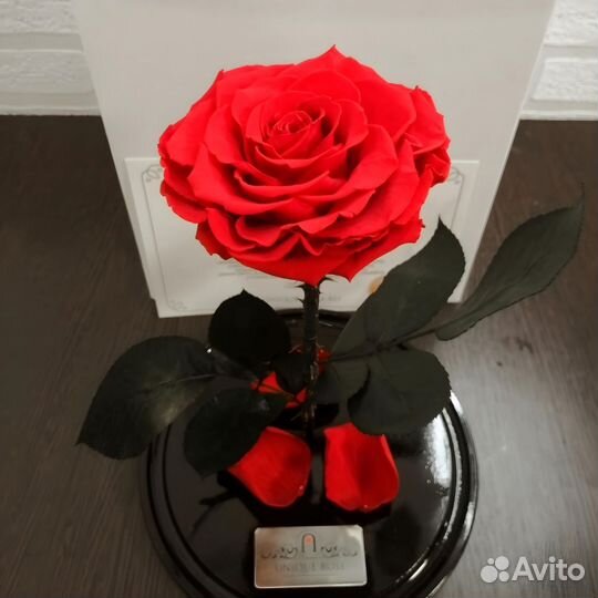 Живая роза в колбе. Интерьер