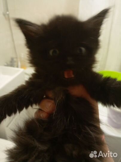 Черный котенок в дар