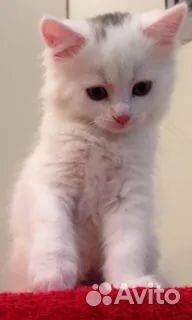 Котята ангорские