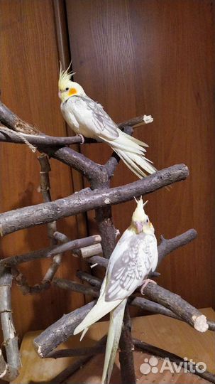 Птенец кореллы 5 месяцев, самка