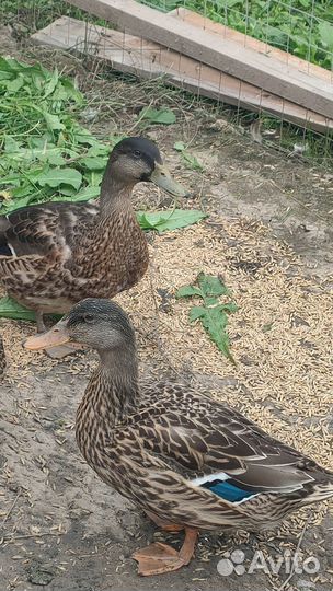 Утки подсадные
