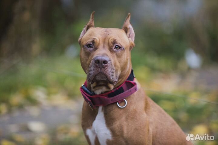 Американский питбультерьер щенки