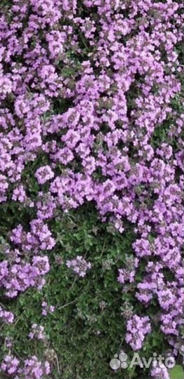 Почвопокровные растения