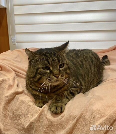 Котик в добрые руки