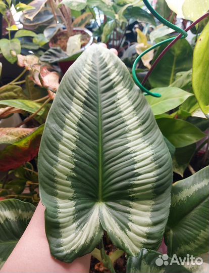 Шизматоглоттис Валличии (Тай)