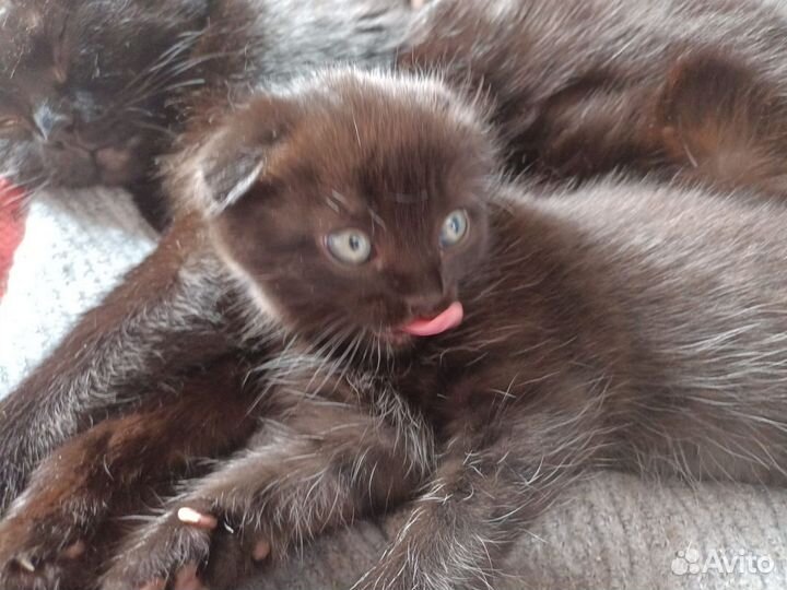 Вислоухий котёнок