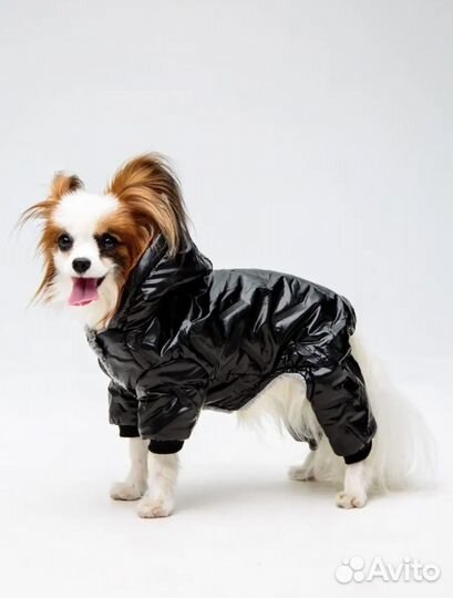 Одежда для собак